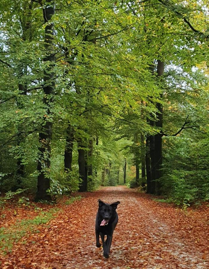 Dirkshorn Luxe Zomerwoning Met Omheinde Tuin Voor Hond En Kinderen מראה חיצוני תמונה